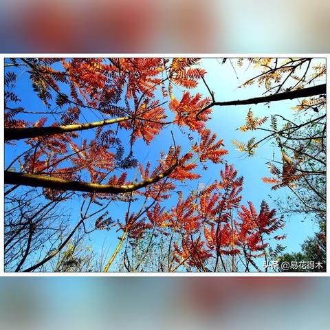 福建适合种香椿吗的相关长尾关键词有哪些