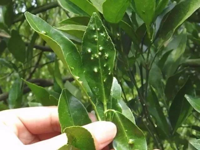 柑橘幼果期不能用哪些药（复硝酚钠在柑橘上一年能用几次）