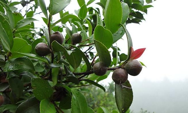 油茶树种植前景,农村种植的油茶树越来越少了?