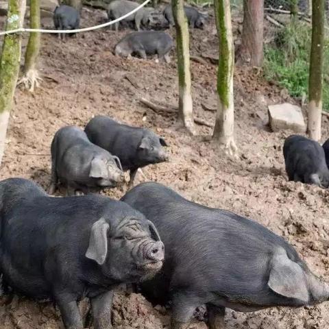 佛山市顶墙厂家在哪里啊
