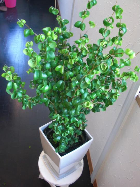 ​特别冷门的7种盆栽植物，喜欢新奇植物的花友就不要错过它们