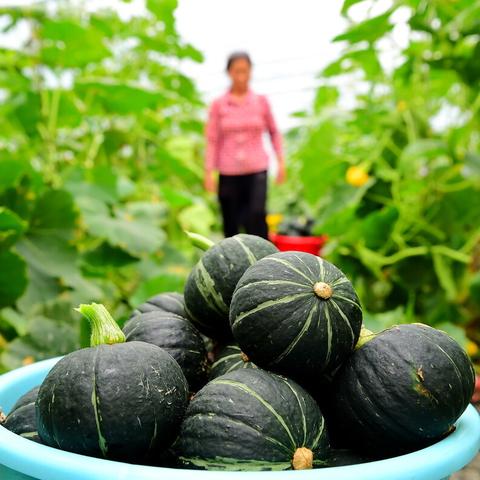 【合肥今日菜价】2025年10月23日合肥菜价是多少