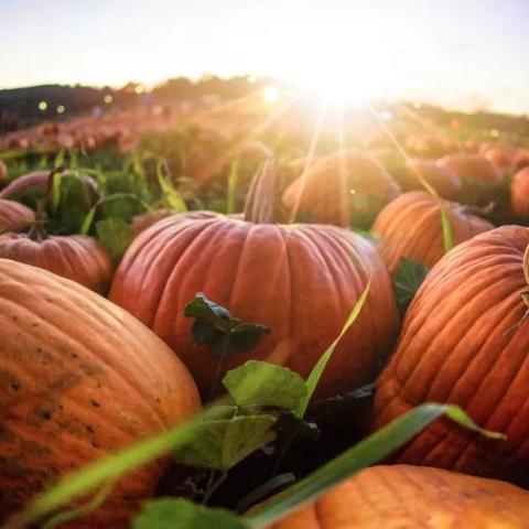 宠儿蛋糕屋临沂市的长尾关键词有哪些