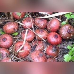 桂林市哪里可以土壤检测