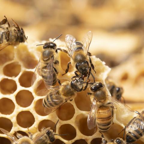 河南蜂巢蜜怎么样