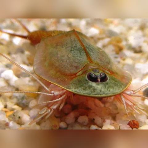 养王八工具大全图解长尾关键词集合