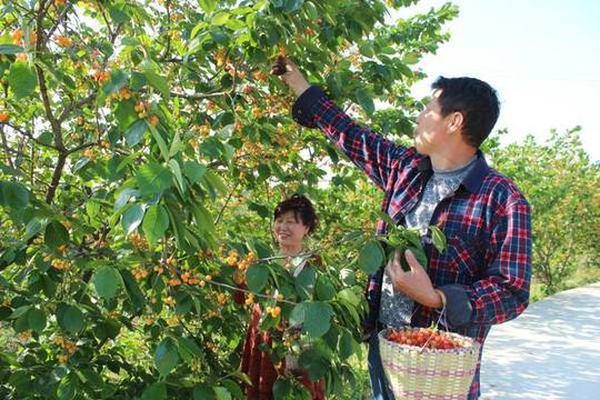 这什么玩意？农村小伙种植樱桃，直接免费送，结果比卖还赚钱