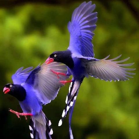 初期白斑症状图片大全的长尾关键词有什么