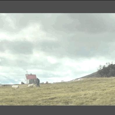 电影公羊是什么品种