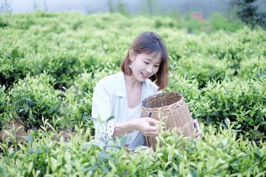 茶香四溢，碧暖心间丨记媒体走访碧桂园兴国扶贫项目