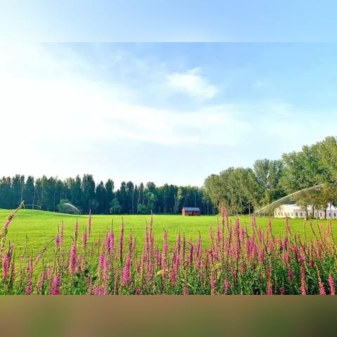石家庄市紫色花海的长尾关键词有哪些