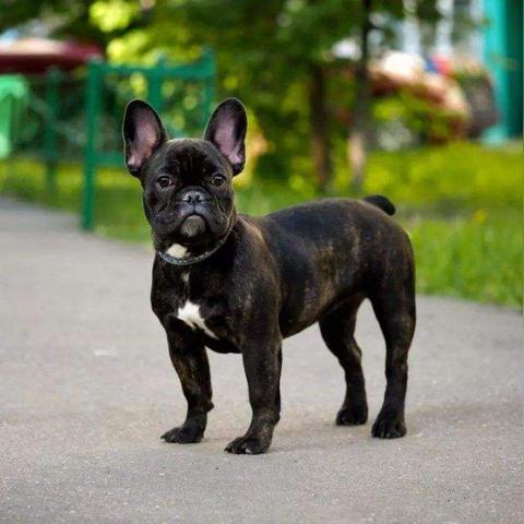 成都市犬只限养区有哪些