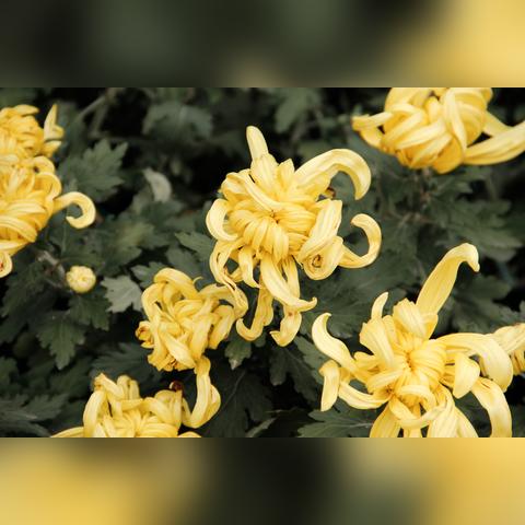 电动车西安市牌颜色有什么区别？