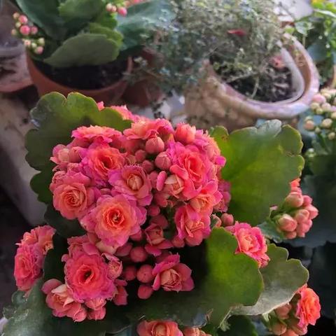 水果为什么花皮