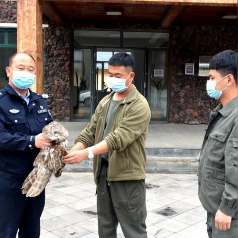 电影猫头鹰的长尾关键词是什么