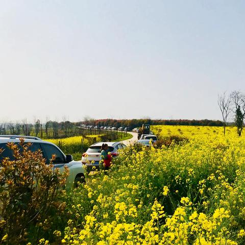 武汉看花的地方有哪些？