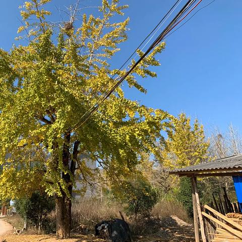 桂林市怎么去海洋银杏乡