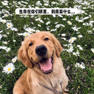 金毛文案短句干净纪念金毛siri文案