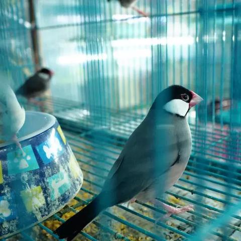 成都市可以养哪些鹦鹉