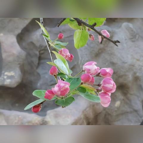 河南坠r的相关长尾关键词有哪些