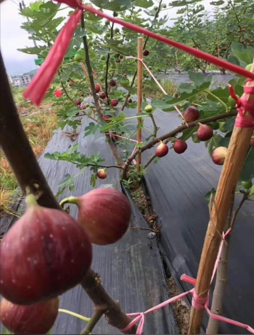 无花果干,无花果干可以冷冻吗?"