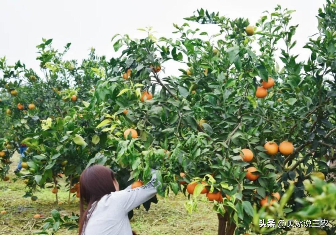 大棚柑橘的種植手藝_紅美人柑橘品種優(yōu)缺點