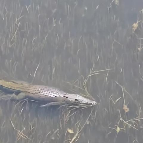咸水鳄和淡水鳄的区别/咸水鳄厉害吗