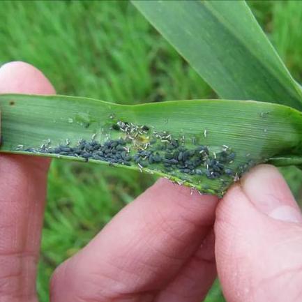 哈尔滨市玉米虫害有哪些