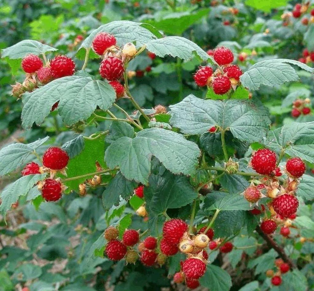 什么植物可以当美食（大家希望能在地摊买到什么）