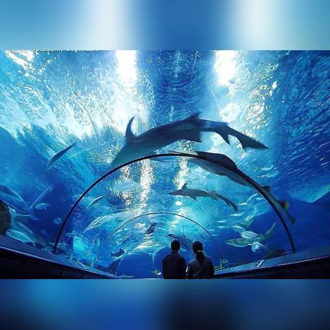 [苏州海洋馆门票多少钱一张]长尾关键词有什么