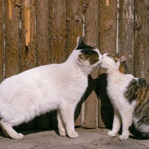 无锡市宠物领养所在哪里