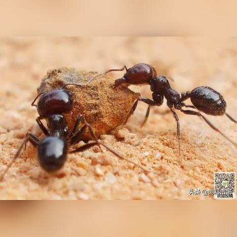 湖南省洞口县天气预报的长尾关键词有哪些