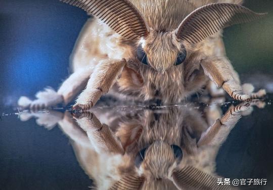 春蚕丝尽成蛹，破茧成蛾才死，李商隐春蚕到死丝方尽是千年错误