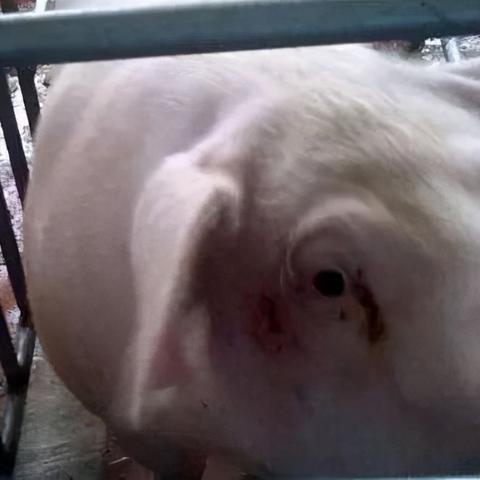 八字里的健康密码：一眼看出你哪个脏器最受伤