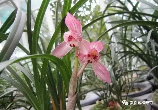 茶花盆栽土不干,长了花苞的山茶还能往叶片和花苞上喷水吗?