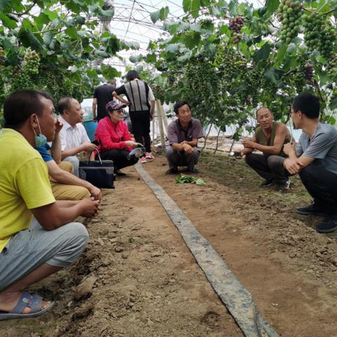 沈阳大棚场相关长尾关键词有哪些