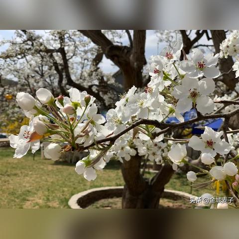 兰州什川梨花什么时间开？