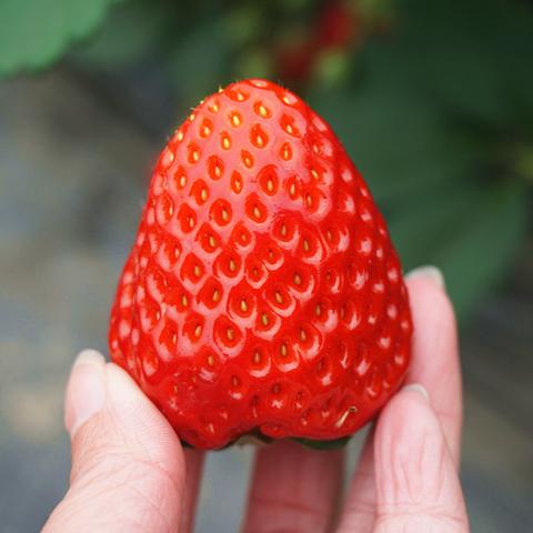 武汉市现在适合采摘什么