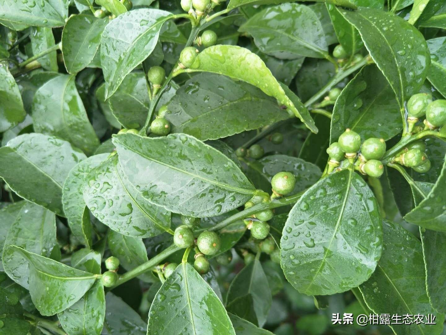 陰雨天柑橘種植手藝_黃皮樹(shù)如何做才粗與壯