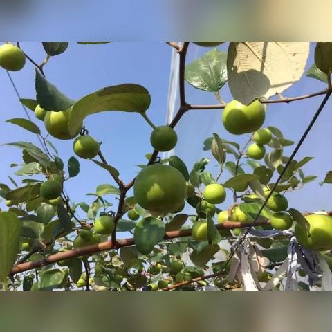 福建漳州一年四季的气候怎样？