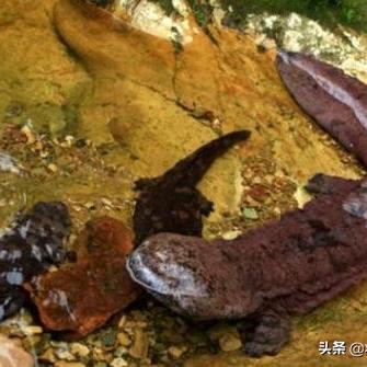 桂林什么是娃娃鱼相关长尾关键词有哪些