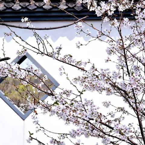 合肥樱花卷钉相关长尾关键词有哪些