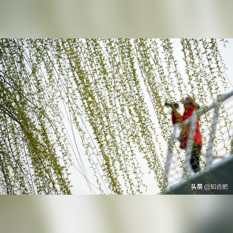 合肥有柳絮吗相关长尾关键词有哪些