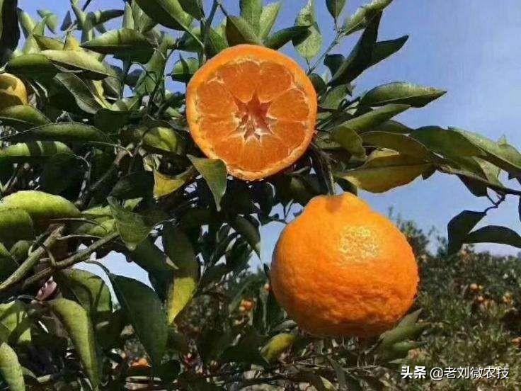 柑橘栽培技术与管理等级划分（老百姓的春耕播种怎么办）