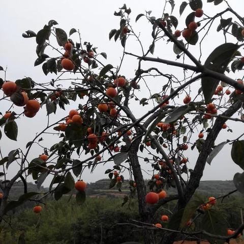 河南长寿的秘诀是什么