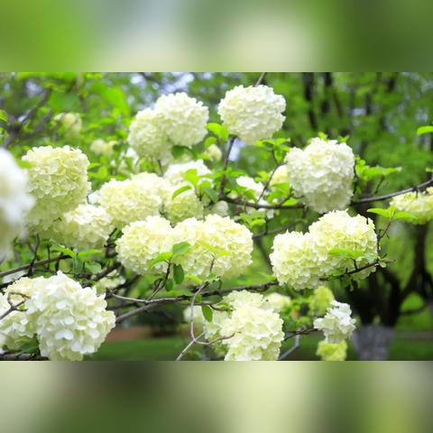 济南老植物园在哪里相关长尾关键词有哪些