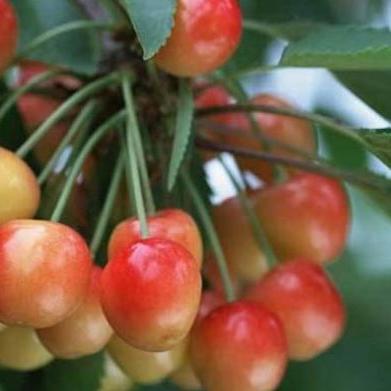 临沂市哪里有卖玛瑙的