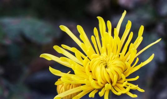  夏日悠然：解锁夏季养生的清新小秘诀第1张-醋盆生活网