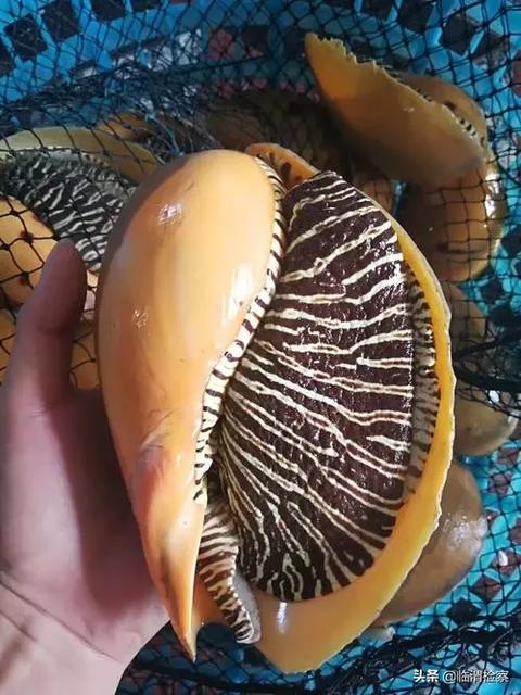 产妇坐月子不能吃什么