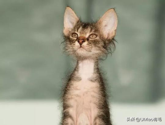亲，丑到审美崩塌的猫种了解一下！无毛猫都是勉强进榜！
